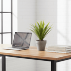 Fiori Agave Succulent