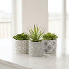 Fiori Set of 3 Succulents in Henna Ceramic Pots
