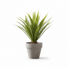 Fiori Agave Succulent