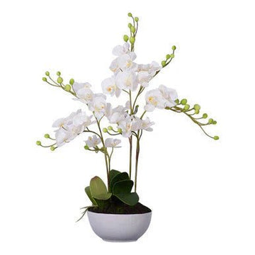 Plants, Pots & Planters - About Wall Art