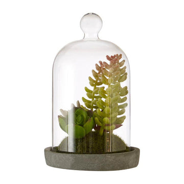 Fiori Small Succulent Dome With Cement Base