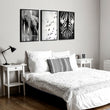 Black White Photography Prints | African Wildlife Elephants Zebra Birds Wall Art | Set of 3