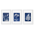 Blue Wall Art Botanical Cyanotype Prints | Indigo Grass, Wildflower & Fern | Set of 3
