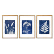 Blue Wall Art Botanical Cyanotype Prints | Indigo Grass, Wildflower & Fern | Set of 3