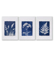 Blue Wall Art Botanical Cyanotype Prints | Indigo Grass, Wildflower & Fern | Set of 3