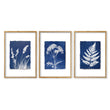 Blue Wall Art Botanical Cyanotype wall art | Indigo Grass, Wildflower & Fern in an oak frame