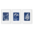 Blue Wall Art Botanical Cyanotype wall art | Indigo Grass, Wildflower & Fern in a white frame