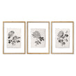 Botanical Artwork Neutral Chrysanthemum Ink-Style Floral wall art in an oak frame