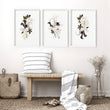 Botanical Print Set | Set of 3 wall art prints