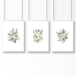 Botanicals Posters | Set of 3 wall art prints