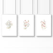 Botanicals Wal Art | Set of 3 wall art prints