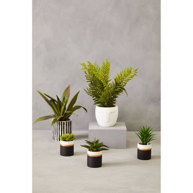 Fiori Agave In Ceramic Pot