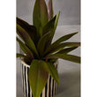 Fiori Agave In Ceramic Pot