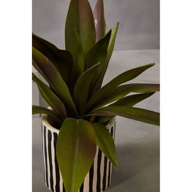 Fiori Agave In Ceramic Pot