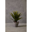 Fiori Agave Succulent