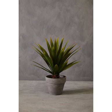 Fiori Agave Succulent