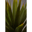 Fiori Agave Succulent