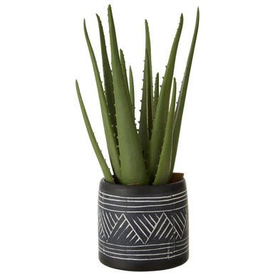 Fiori Aloe Vera Succulent