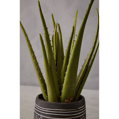 Fiori Aloe Vera Succulent