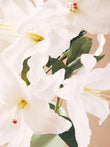 Fiori Artificial flowers Cream Lily Stem