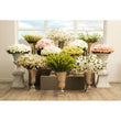 Fiori Artificial flowers Cream Lily Stem