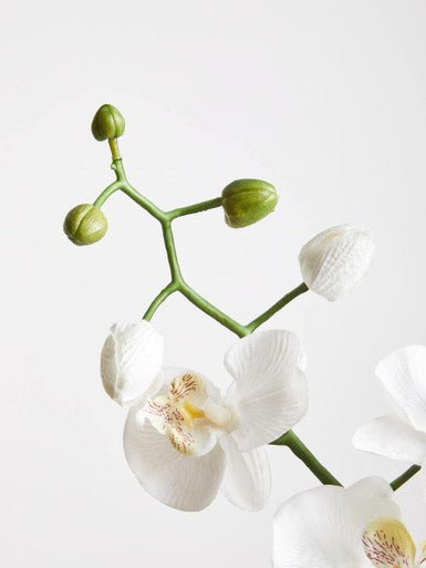 Fiori Artificial flowers Cream Orchid Stem