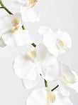 Fiori Artificial flowers Cream Orchid Stem