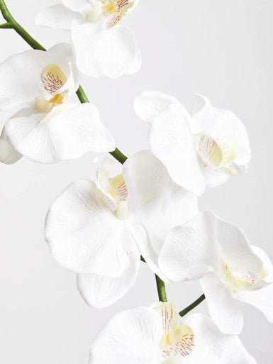 Fiori Artificial flowers Cream Orchid Stem