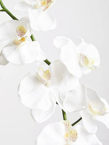 Fiori Artificial flowers Cream Orchid Stem