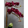 Fiori Aubergine Orchid Plant
