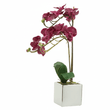 Fiori Aubergine Orchid Plant