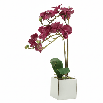 Fiori Aubergine Orchid Plant