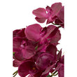 Fiori Aubergine Orchid Plant