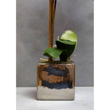 Fiori Aubergine Orchid Plant