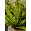 Fiori Boston Fern Succulent