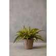 Fiori Boston Fern Succulent