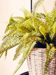 Fiori Boston Fern Succulent