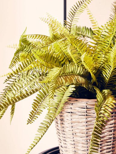 Fiori Boston Fern Succulent