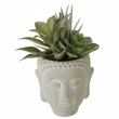 Fiori Buddha Pot Mixed Succulent