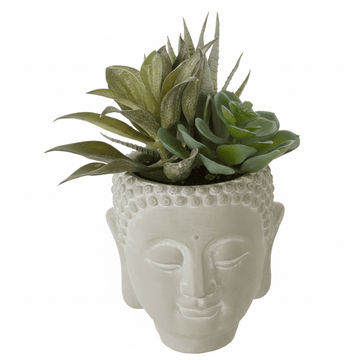 Fiori Buddha Pot Mixed Succulent