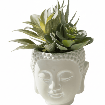 Fiori Buddha Pot Mixed Succulent