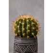 Fiori Cactus Succulent