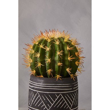 Fiori Cactus Succulent