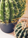 Fiori Cactus Succulent