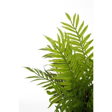 Fiori Fern