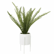 Fiori Fern In White Ceramic Pot With Iron Stand