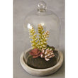 Fiori Large Succulent Dome Cement Base