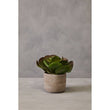 Fiori Lotus Succulent