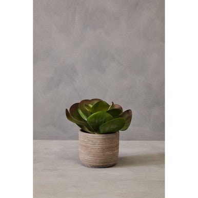 Fiori Lotus Succulent