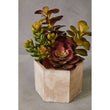 Fiori Mixed Succulent